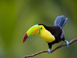 Toucan